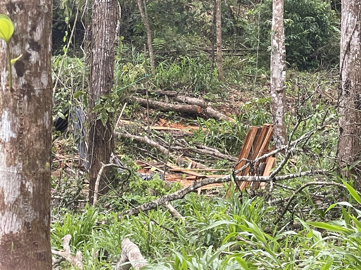 BitacoraEc's tweet photo. El control forestal en #Ecuador tiene fallas serias
La tala ilegal de bosques se “blanquea” con la compra de guías de movilización que emite @Ambiente_Ec
Al final de la cadena de valor de la madera lo legal y lo ilegal se mezclan y se convierten en muebles
https://t.co/KMfykY2Zpm https://t.co/ETNI7KaaPH