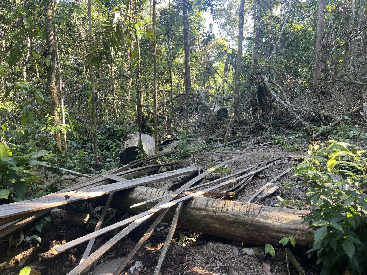 El control forestal en #Ecuador tiene fallas serias
La tala ilegal de bosques se “blanquea” con la compra de guías de movilización que emite @Ambiente_Ec
Al final de la cadena de valor de la madera lo legal y lo ilegal se mezclan y se convierten en muebles
bit.ly/Chuncho