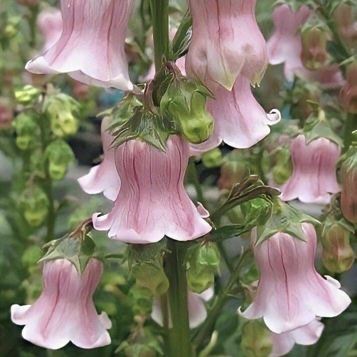 artindetails's tweet photo. looks like a fairy dress 🌷🌿 https://t.co/EY2YYCEa3q