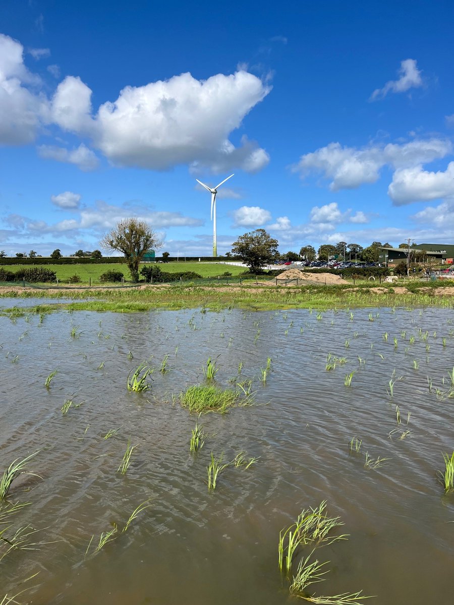 Construction of our wetlands at Country Crest & @BALLYMAGUIRE  is well underway.
The wetlands will provide lots of benefits – a habitat for plant & wild life, enrich biodiversity, capture carbon and an area of natural beauty for our team to enjoy.
#Sustainability #OriginGreen