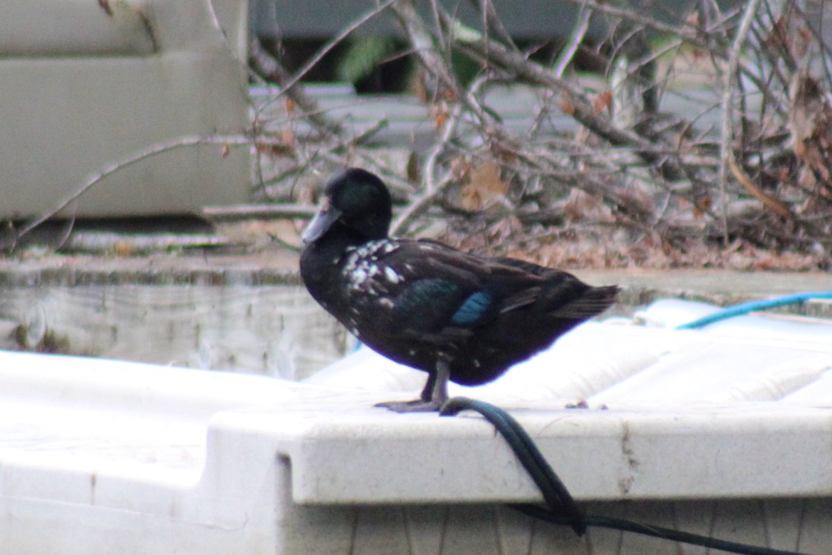 alanawhitman's tweet photo. Anyone from #BirdTwitter able to ID? Two similar ducks on the Songo River, above Sebago Lake in Maine, hanging out with mallards. Domestic escapee? Muscovy x mallard hybrid? https://t.co/N80x0eYTjb