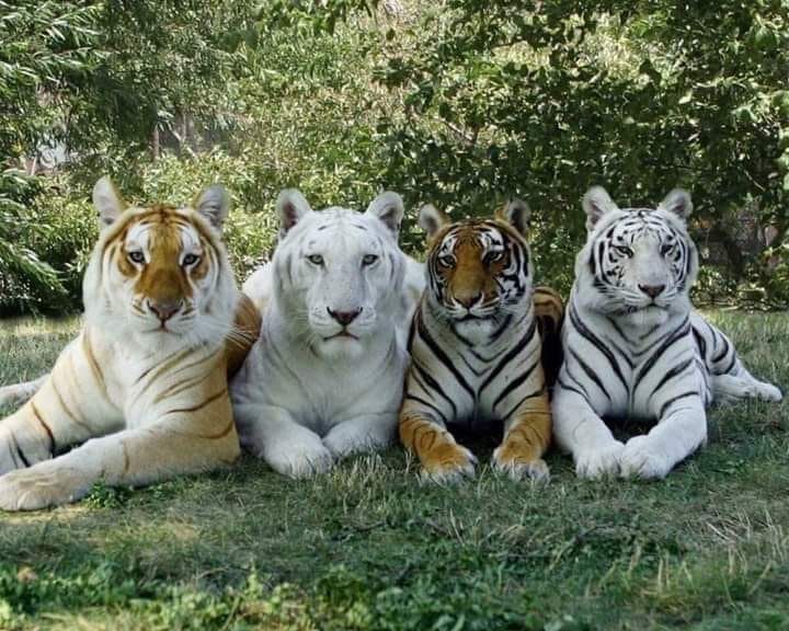 Única foto con las 4 variaciones de color del pelaje de un tigre 💓