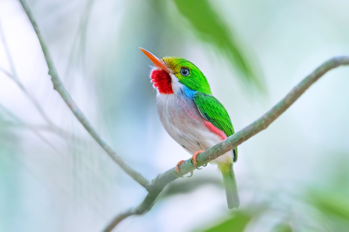 Barış Manço gibi dünyayı gezdim. Kuşları doğal ortamlarında görmek için dolanıyorum. MUHTEŞEMLER. Binlerce kuş türü gördüm. Harika fotoğraflar çektim. Onlardan bazılarını sizlerle paylaşmak istiyorum. Böyle canlıların yaşadığı bir gezegendeyiz. Hatırlamak lazım...
1.Parlayan