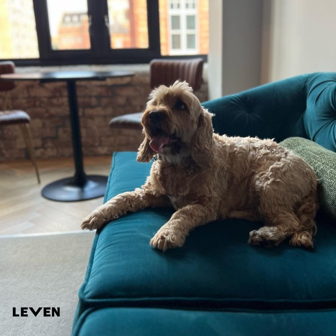 Who says humans have all the fun? Bring your furry BFF along for the adventure, just like Chelsea and Teddy! Double the cuteness, double the mischief! 

#manchesterhotels #leven #liveleven #levenmanchester #levelhotels #levenliving #manchester #dogfriendlyhotel #designhotels