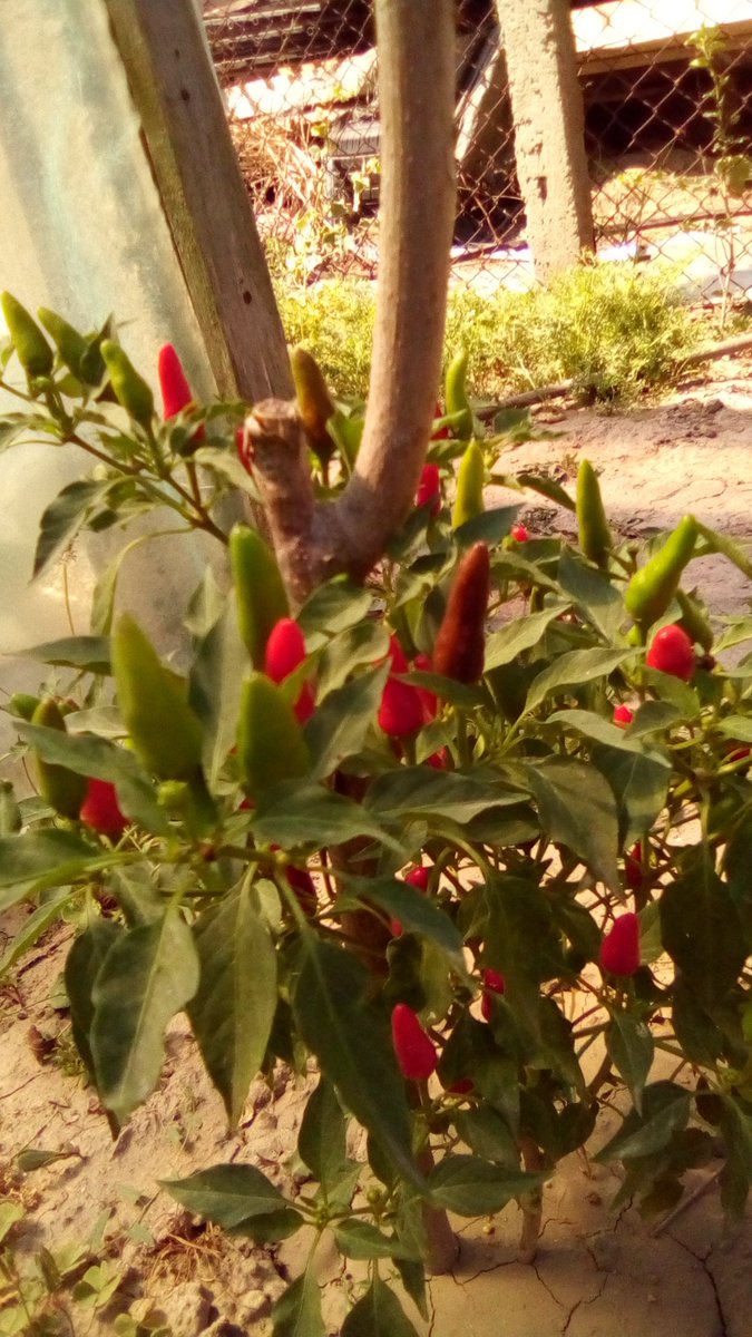 vasy13ionela's tweet photo. #20230828  I took the #seeds from a single #chilipepper and all these #varieties resulted.  How was such a thing possible? #Capsicumannuum , #pepper , #redhotchilipeppers , #ripe , #unripe , #red , #green , #garden , #nature #📱 #📷 #📸 #🌞 #🌶️ https://t.co/YjmCXW8edj