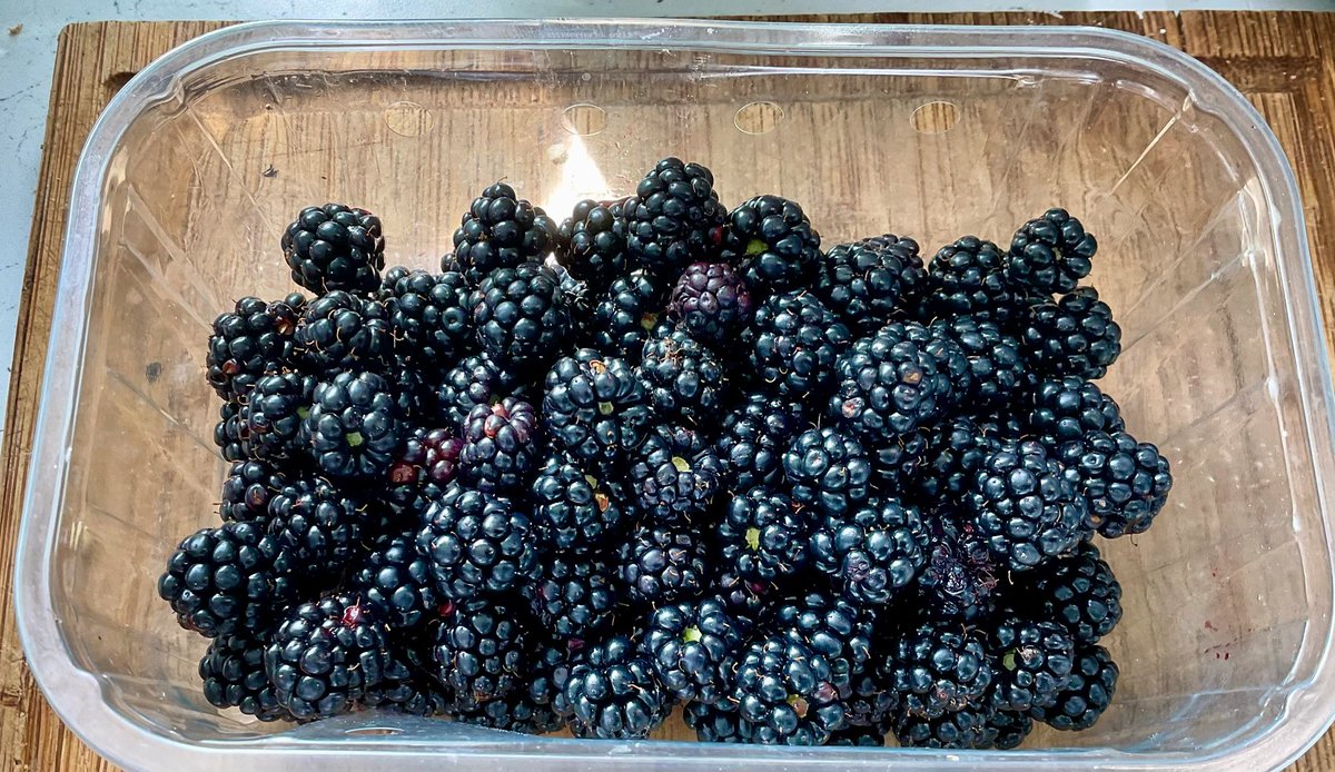 DRnaturegirl's tweet image. Garden brambles. Thank you Mother Nature 😍

#foodforfree #hedgerowfeast #brambles