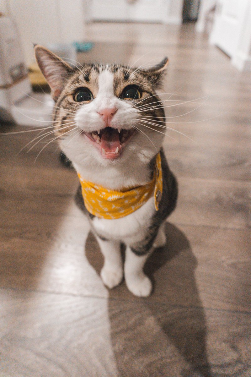 We Post About Cats (@WePostCats) / Posts / X