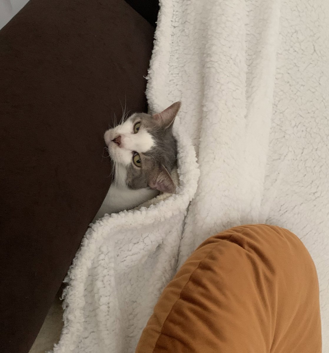 SurUnFil_'s tweet image. James est parti se mettre sous le plaid du canapé, je pense qu’on peut officiellement dire qu’il fait frais 🥺