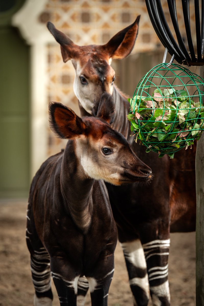 ZOOscience_eng's tweet photo. A first at Antwerp ZOO: never before performed knee surgery provides an okapi with a pain-free future. 'This will help us take scientific knowledge about the okapi to a higher level,’ says veterinarian Jonas Spruyt. Read more about this unique surgery on https://t.co/caaBTbXWIH https://t.co/2X1Vm090BW