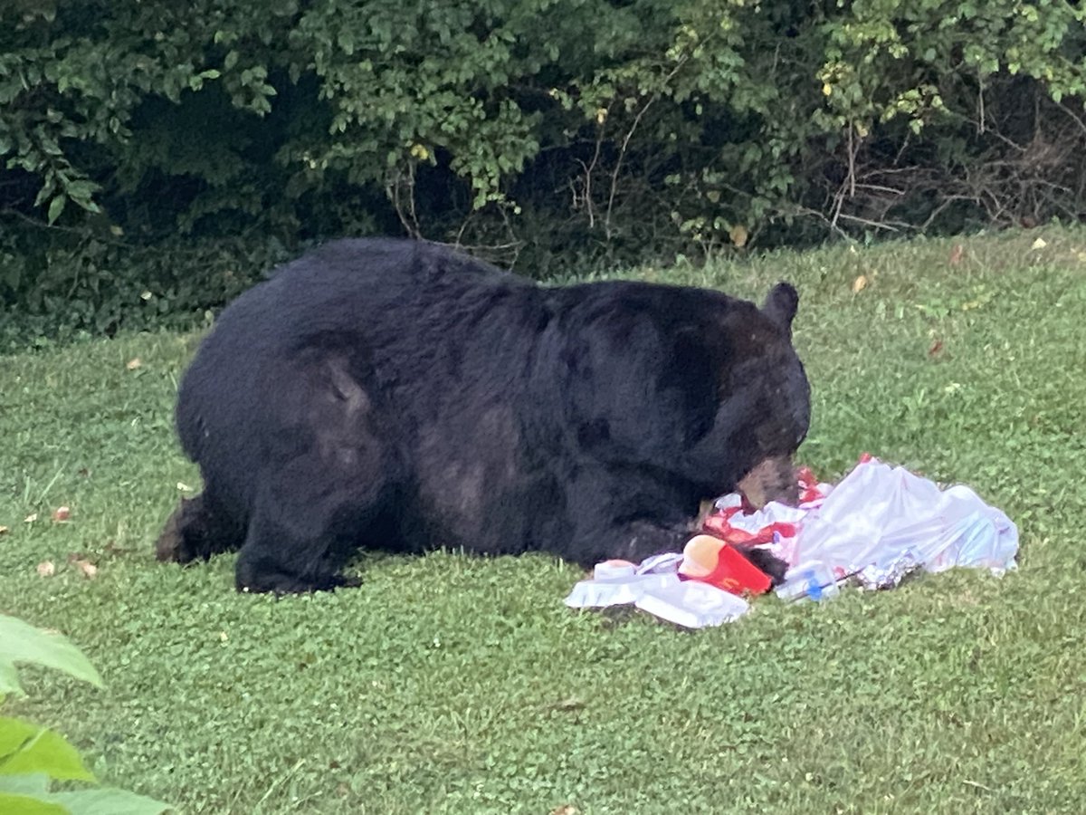 whatsthat's tweet image. Good morning ☀️ 🐻