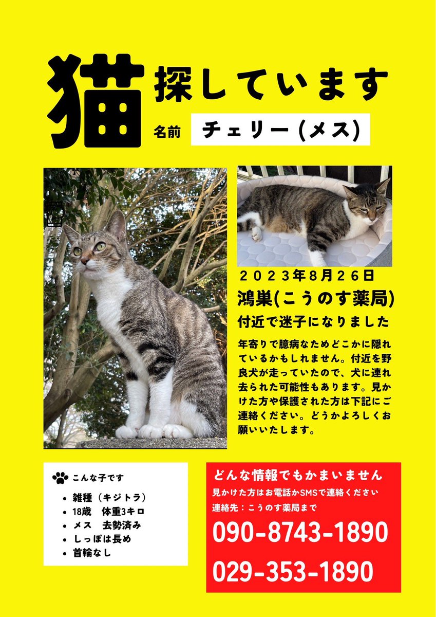 〖拡散希望〗8月26日の夜に家を出てしまってから戻っていません。大事な家族です。御協力お願いします。
#迷い猫 #那珂市 #茨城県 #拡散希望 #猫