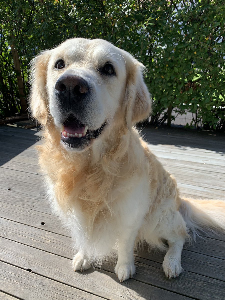 Trymbles's tweet photo. Fresh floofer https://t.co/1QjLektqVg