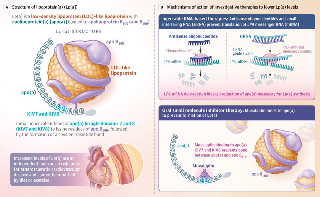 Muvalaplin, a selective small molecule inhibitor of Lp(a) formation, was not associated with tolerability concerns and lowered Lp(a) levels up to 65% following daily administration for 14 days. ja.ma/3OSycvP #ESCCongress