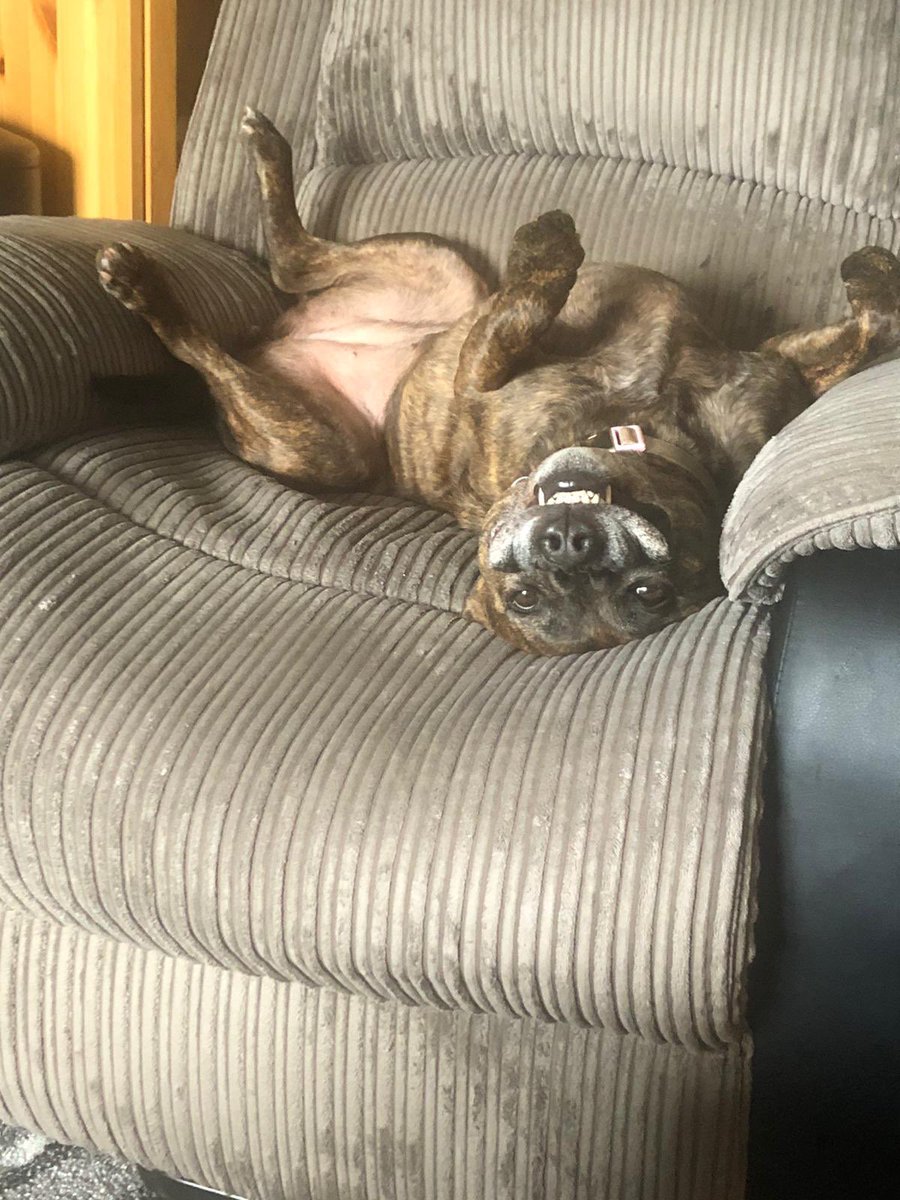 coco196953's tweet photo. My gorgeous girl 🐕🐕🐕 https://t.co/TOZ3EbkAIw