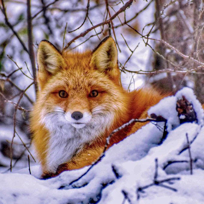 The world may be divided into people that read, people that write, people that think, and #fox #animals 
hunters.” ~ William Shenstone