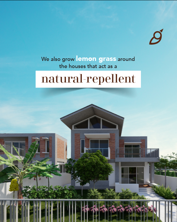 Organoecoliving's tweet photo. The issue of mosquitoes &amp; mosquito-borne diseases is less persistent in #Eco-habitats which are home to a diversity of species such as frogs &amp; fish, which naturally prey on insects and mosquitoes. Lemongrass planted in front of the houses also acts as a natural insect repellent. https://t.co/JxlGkhzXZX