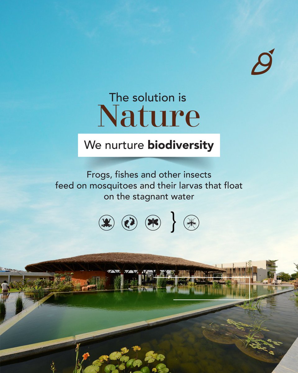 Organoecoliving's tweet photo. The issue of mosquitoes &amp; mosquito-borne diseases is less persistent in #Eco-habitats which are home to a diversity of species such as frogs &amp; fish, which naturally prey on insects and mosquitoes. Lemongrass planted in front of the houses also acts as a natural insect repellent. https://t.co/JxlGkhzXZX
