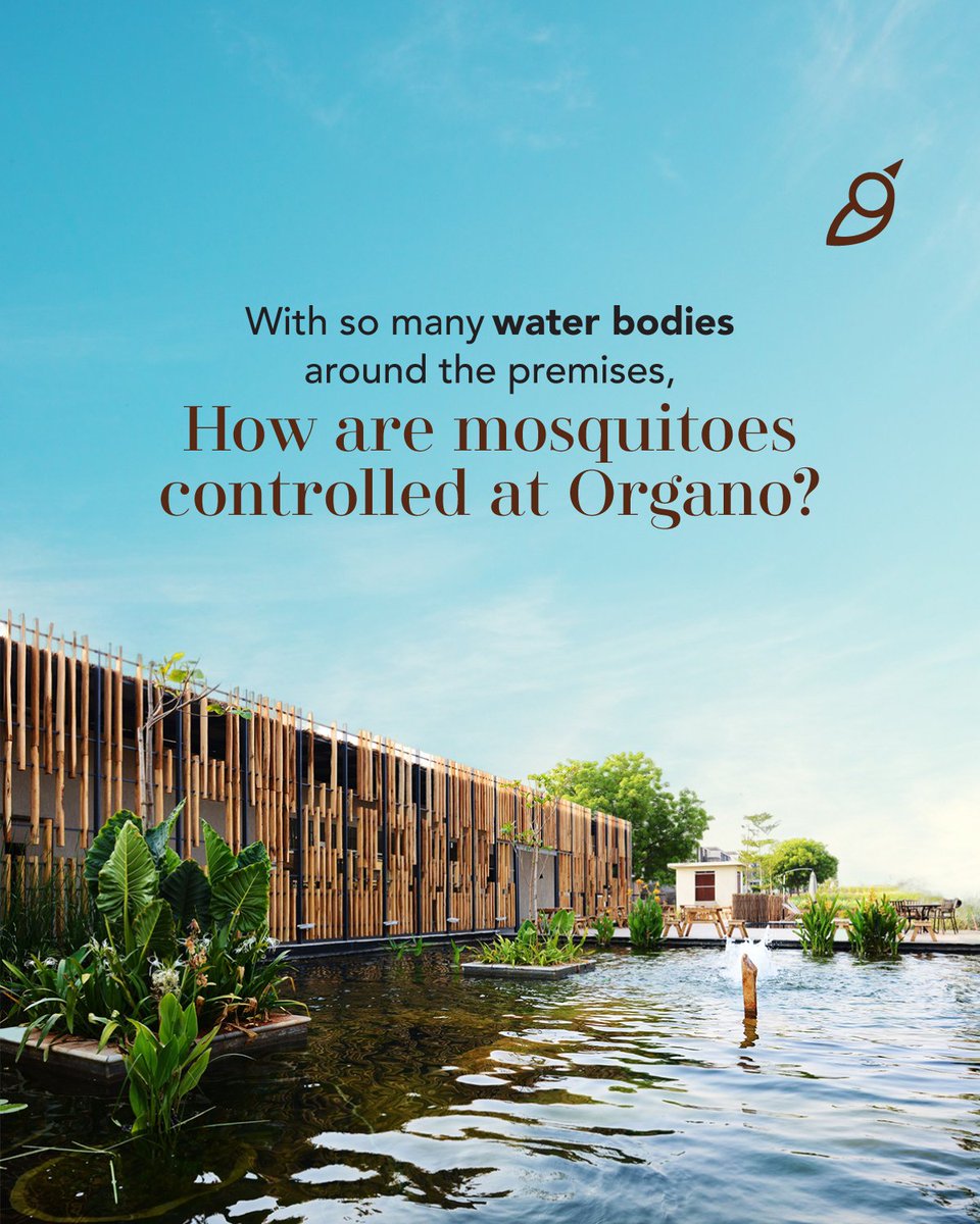 Organoecoliving's tweet photo. The issue of mosquitoes &amp; mosquito-borne diseases is less persistent in #Eco-habitats which are home to a diversity of species such as frogs &amp; fish, which naturally prey on insects and mosquitoes. Lemongrass planted in front of the houses also acts as a natural insect repellent. https://t.co/JxlGkhzXZX