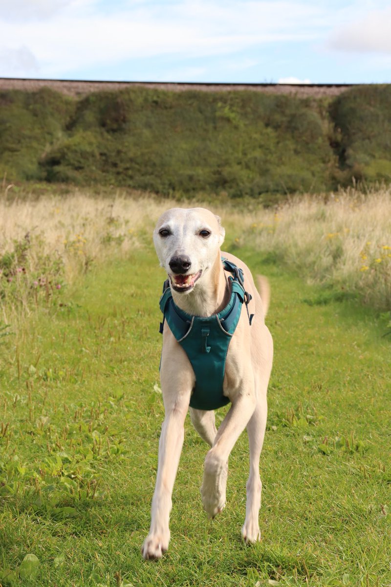 An action shot #whippets #dogs #dogsoftwitter
