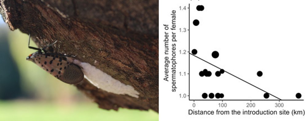 😱Fresh discovery! 💥Egg masses of the invasive spotted lanternfly can have multiple fathers.🥚Learn more and find out what it means for research and management➡️doi.org/10.1093/ee/nva…
 #SpottedLanternfly #Ecology #InvasiveAlienSpecies