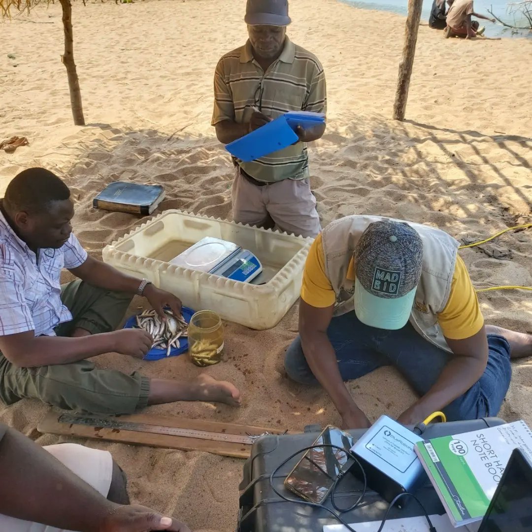 pact_malawi's tweet photo. REFRESH project dives into sanctuary monitoring!
Our mission? To curate a full species list within these sanctuaries and craft one-of-a-kind species diversity indices for each spot. #SanctuaryMonitoring #SpeciesDiversity #REFRESHProject
@USAIDMalawi https://t.co/4v3jIzvxLE