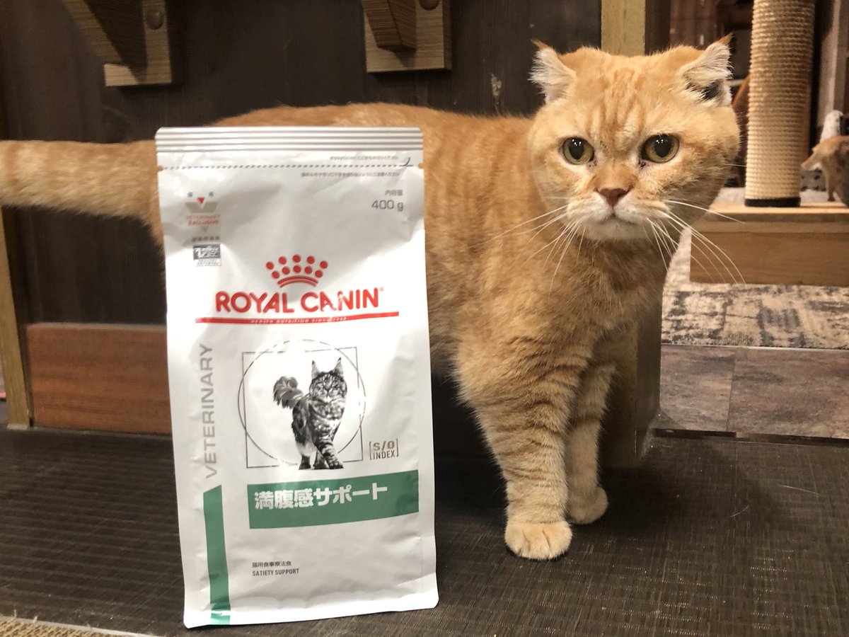 catcafecalico's tweet photo. 【吉祥寺店】
数日経ってしまいましたが、紅葉に満腹感サポートを頂きました！もみちゃん写真映りバッチリです✨✨
そして腎臓サポートも頂いております！！いつもありがとうございます😭😭 https://t.co/AkL9Yz6Y3i