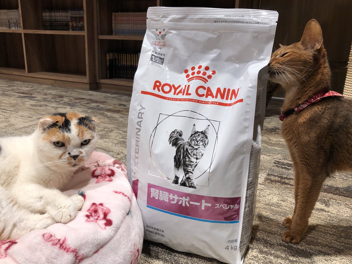 catcafecalico's tweet photo. 【吉祥寺店】
数日経ってしまいましたが、紅葉に満腹感サポートを頂きました！もみちゃん写真映りバッチリです✨✨
そして腎臓サポートも頂いております！！いつもありがとうございます😭😭 https://t.co/AkL9Yz6Y3i