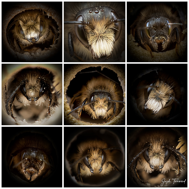 joshforwood's tweet photo. @georgecmcgavin @BeeAsMarine Absolutely. There is a time and a place for AI imagery, but with so wildlife on such a drastic decline right now, we shouldn't be relying on computers to represent them. If you'd like to use one of my #BeePortrait photos I've taken over the last couple of years, let me know. https://t.co/RoM2KVu74W