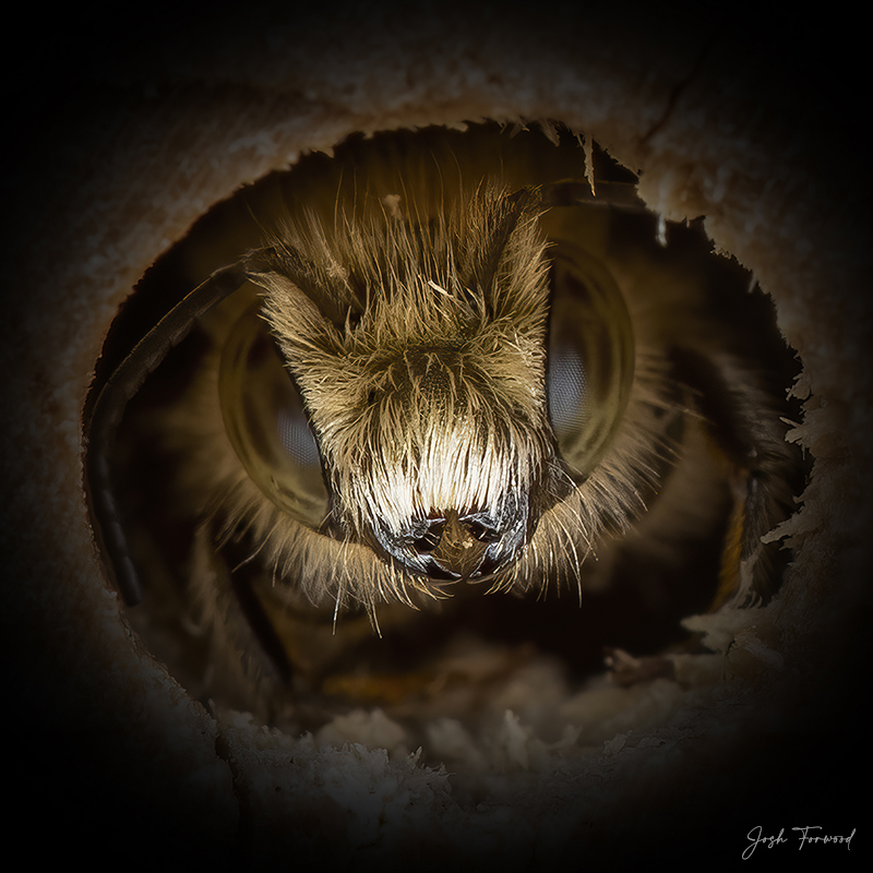 joshforwood's tweet photo. @georgecmcgavin @BeeAsMarine Absolutely. There is a time and a place for AI imagery, but with so wildlife on such a drastic decline right now, we shouldn't be relying on computers to represent them. If you'd like to use one of my #BeePortrait photos I've taken over the last couple of years, let me know. https://t.co/RoM2KVu74W