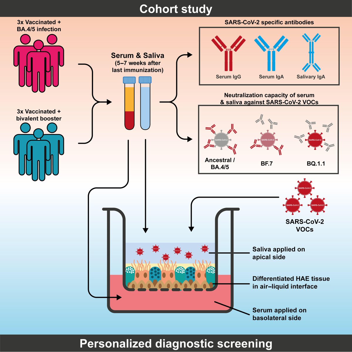 Microbiology Spectrum (@journalspectrum) on Twitter photo Personalized immune protective effects against novel SARS-CoV-2 variants of concern can be studied in human 3D respiratory models. These revealed major importance of salivary protection against different Omicron subvariants <a href="/WPosch/">Wilfried Posch</a> journals.asm.org/doi/full/10.11… Personalized immune protective effects against novel SARS-CoV-2 variants of concern can be studied in human 3D respiratory models. These revealed major importance of salivary protection against different Omicron subvariants <a href="/WPosch/">Wilfried Posch</a> journals.asm.org/doi/full/10.11…
