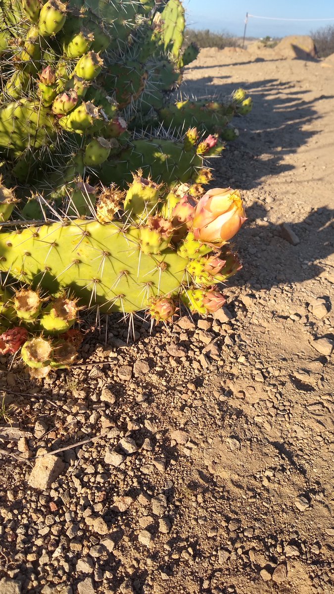 "Music for a Queer Pastoral," after <a href="/jj_rancourt/">Jacques J. Rancourt</a>, appeared in <a href="/alienlitmag/">Alien Magazine</a> last Sept. It's one of my favorite poems in FEEDBACK HARMONIES, my forthcoming chap on Arthur Russell, &amp; it feels very end of summer. Full poem at link + <3 <a href="/catdad667/">Matthew Hawkins</a> <a href="/cymartin58/">Clart 🕳</a> alienliterarymagazine.com/reuben-gelley-…