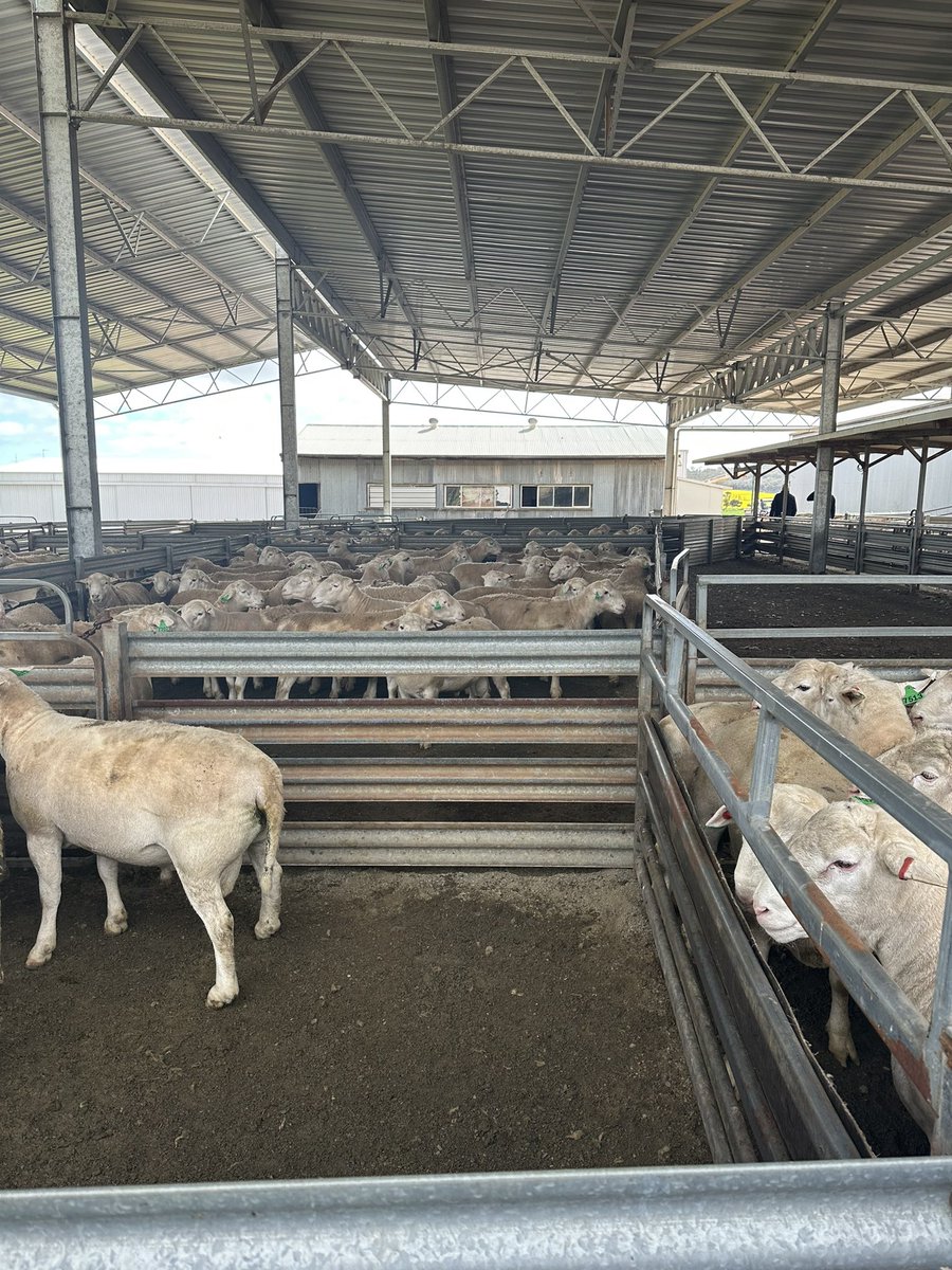 Day 1 AWI + Murdoch Animal Science Industry Tour. Thank you so much to Hillcroft ultra whites, Clayton South and Moojepin Merinos for showing us your innovative ways to breed sheep. <a href="/woolinnovation/">Australian Wool Innovation</a> <a href="/MoojepinMerinos/">Moojepin Merinos</a> <a href="/MurdochUni/">Murdoch University</a> <a href="/Thommo_Murdoch/">Andrew Thompson</a> <a href="/CJSouth6/">Clayton South</a> <a href="/T90Program/">Towards 90</a>