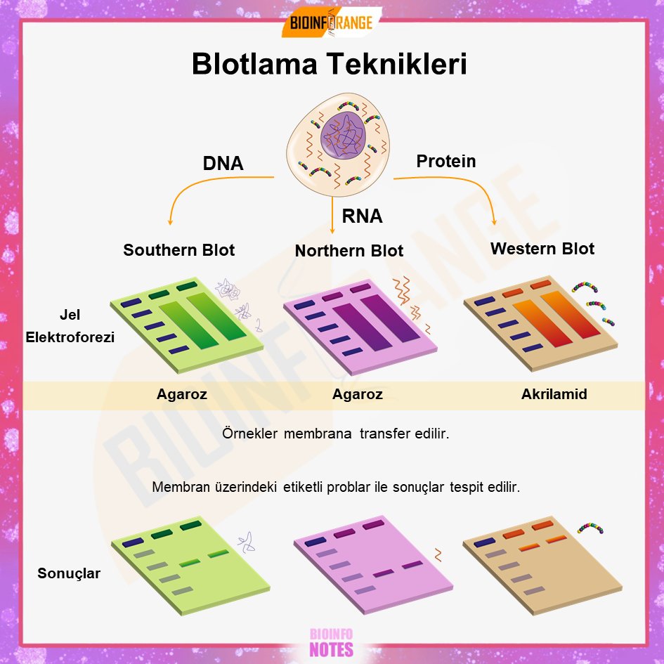 bioinforange's tweet photo. Moleküler biyolojideki sihirli üçlü: Southern, Northern ve Western Blotlama Teknikleri hangi molekülleri inceler?
👩‍🔬👨‍🔬Moleküler biyolojide kullanılan güçlü yöntemlerden biri olan Blotlama Teknikleri, DNA, RNA ve protein analizinde önemli bilgiler sunar.
🧬 Southern Blot ile DNA'nın belirli dizilerini tanımlayabilir ve miktarını ölçebilirsiniz.
🔬 Northern Blot ise gen ekspresyonunu çözümlemek için mRNA seviyelerini inceler.
🔍 Western Blot ise proteinlerin boyutunu, miktarını ve modifikasyonlarını tespit ederek hücresel işleyişi anlamamıza yardımcı olur. Blotlama Teknikleri hakkında bir #bioinfonotes paylaşılmıştır.

#MolekülerBiyoloji #BlotTeknikleri #DNA #RNA #GenEkspresyonu #ProteinAnalizi #Southern #Northern #Western #bilimlekalalım #AcademicTwitter #AcademicChatter
