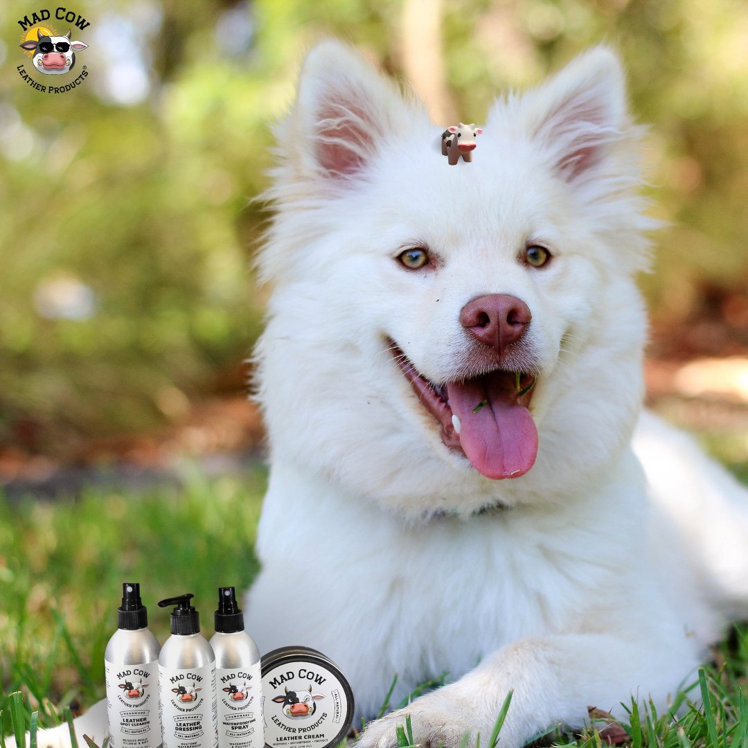 Don't forget that Mad Cow products are made from all-natural products. Safe for people and safe for animals!
#TryMadCow #MadCowLeatherProducts #LeatherCare #LeatherCream #WaterproofSpray #LeatherDressing #LeatherSpotCleaner #Summer #Dog #LeatherDogCollar