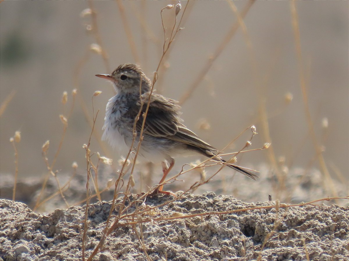 Mndzzz_99's tweet photo. #empleobiología #censosavifauna
Buenas tardes! ¿Algún residente en Tenerife que sea pajarero y le guste salir al campo estaría interesado en trabajar como Técnico de campo haciendo censos de avifauna y tomando datos de ultrasonidos de quirópteros? + info por DM 🦇🐦 https://t.co/wmHiGJVd3X