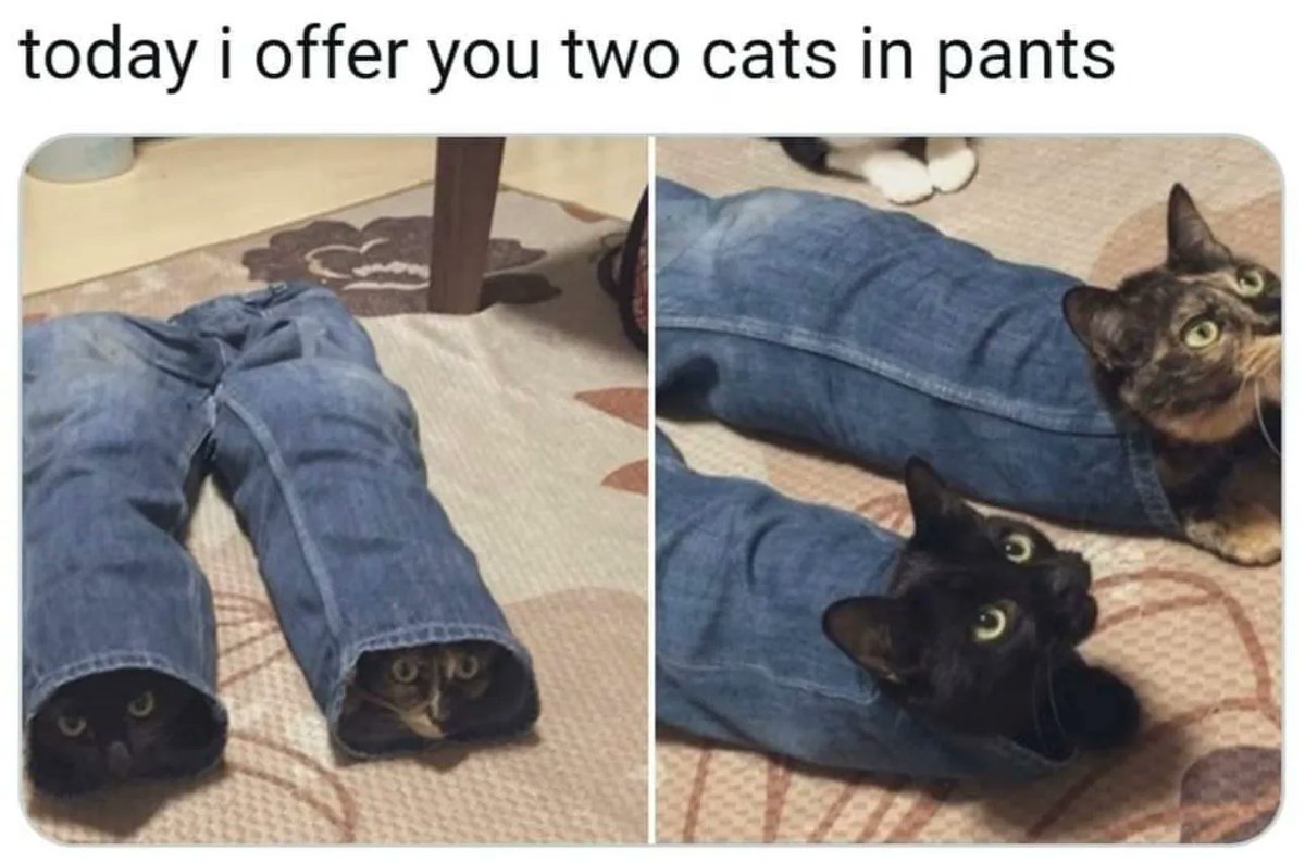 Posts Of Cats tweet media