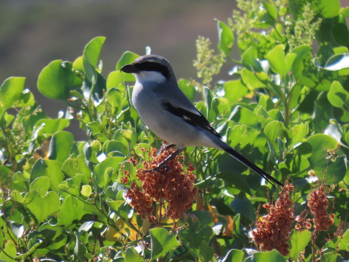 Mndzzz_99's tweet photo. #empleobiología #censosavifauna
Buenas tardes! ¿Algún residente en Tenerife que sea pajarero y le guste salir al campo estaría interesado en trabajar como Técnico de campo haciendo censos de avifauna y tomando datos de ultrasonidos de quirópteros? + info por DM 🦇🐦 https://t.co/wmHiGJVd3X