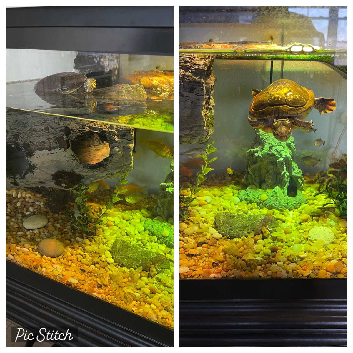 FlickOfAWrist's tweet photo. @bobandtom don’t snuggle w/ our turtle Chris (he’s 20 my wife has had him since she was 16) eats 50 feeder fish &amp; 12 lg crickets a week. Yes that’s a “Petosky Stone” Tom voice only found in beautiful Michigan. From Toledo GO BUCKS!@ThatJoshArnold we love you thanks for 🖊️ my hat https://t.co/Xz8VUEtK5u