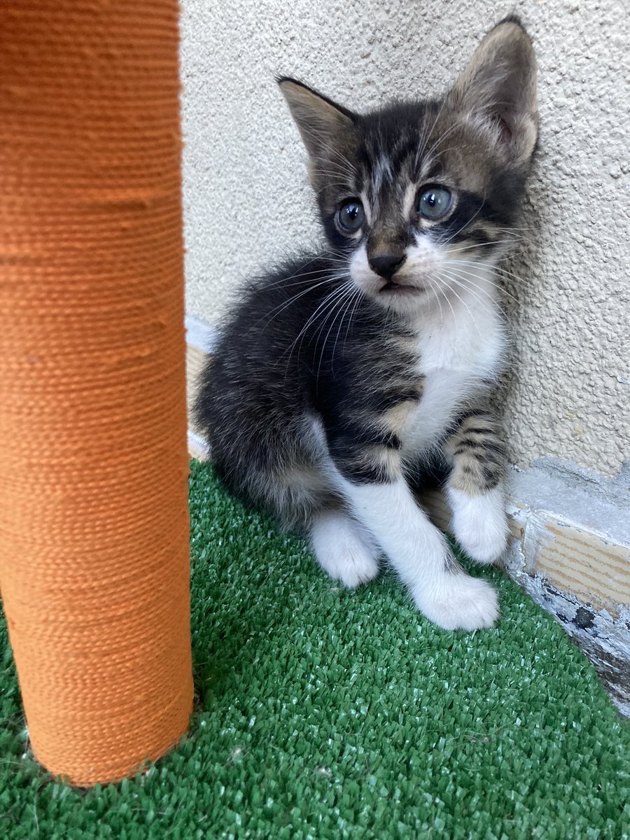 cattingwoman's tweet photo. smokinlere ve kara kedilere bile talip olan oldu. bu tekir çocuğumu kimse istemedi. 
1.5 aylık oğlan
yuva arıyorum İstanbul’da https://t.co/e8nJMt7NGb