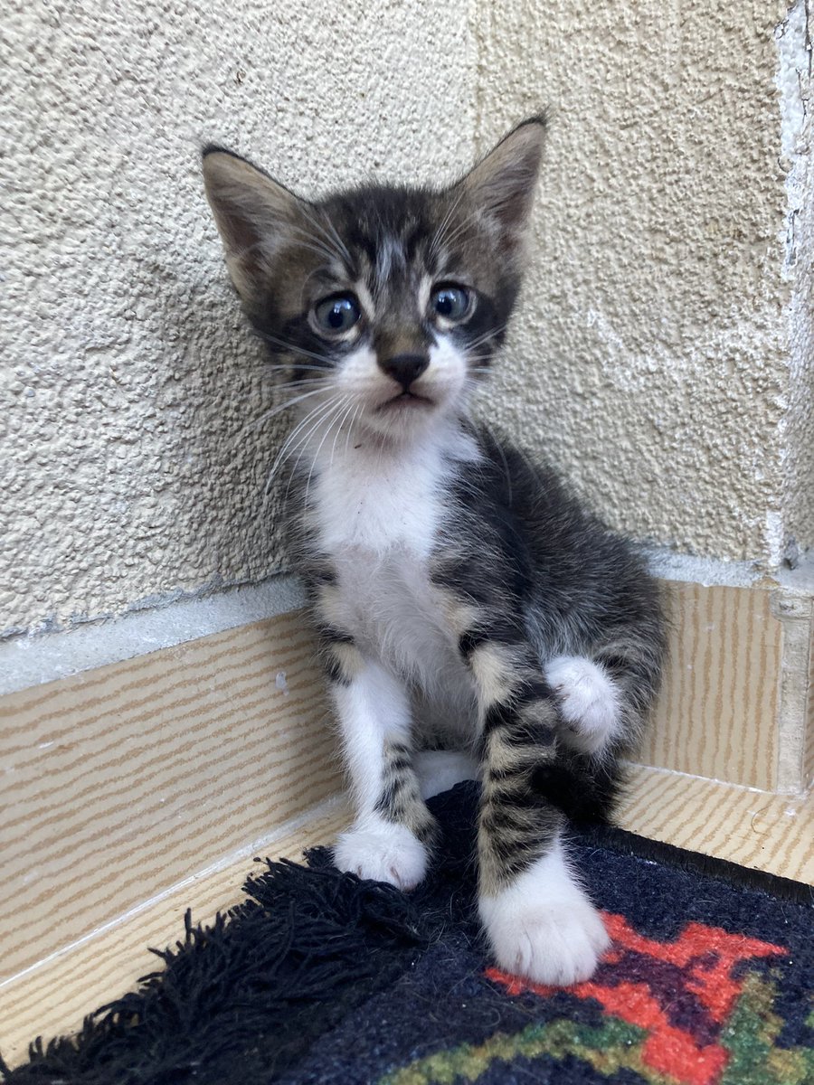 cattingwoman's tweet photo. smokinlere ve kara kedilere bile talip olan oldu. bu tekir çocuğumu kimse istemedi. 
1.5 aylık oğlan
yuva arıyorum İstanbul’da https://t.co/e8nJMt7NGb
