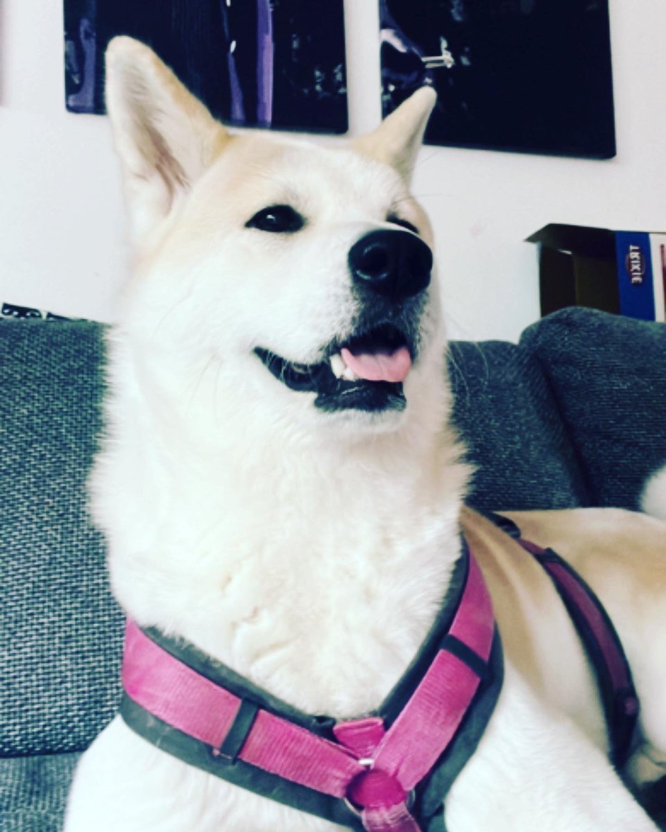 blauer_Kaffee's tweet photo. Unsere Hübsche 🥰🥰💙
Ihr werdet diese Süße Maus jetzt öfters in meinen Storys oder in meinen Videos auf YouTube sehen. Sie wird uns ab sofort eine Zeit lang begleiten. 🥰💙 
#hund #akitainu #familie #family #happy https://t.co/2jQshVzFhf