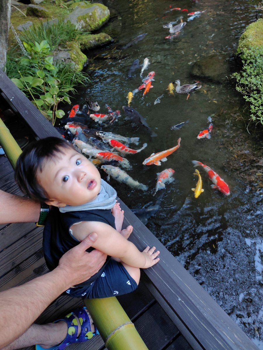 KAKKADX's tweet photo. 俺の左tkbに対する我が子のルーティン。
つねる→ひっかく→手のひらでバシバシ叩く→ひと口頬張る→少し嫌な顔をして立ち去る。
#子育て
#かわいい
#超絶かわいい https://t.co/fnqGJdpCoP