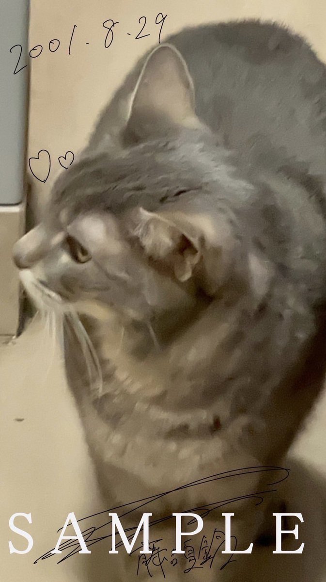 Goose_love_s's tweet photo. 誰もこの猫ちゃんをパリの猫だとは思わないよなぁ💭

#藤吉夏鈴 https://t.co/bH2Jc9tl7Q