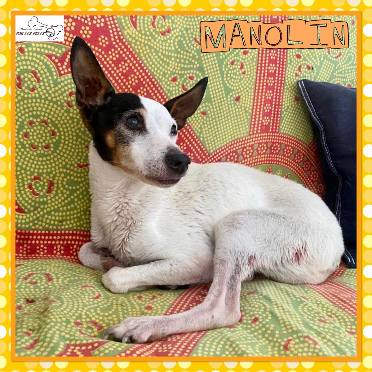 PerreraToledo's tweet photo. 🐶MANOLIN🐶yayito X #bodeguero 13 años, tamaño mini. Ha sido atacado en la jaula de la perrera y hemos tenido que sacarle de urgencia. No puede volver allí, necesita URGENTEMENTE #acogida #adopcion Súper cariñoso! https://t.co/3H6HyPYSZz https://t.co/pL6zwW0Bv0