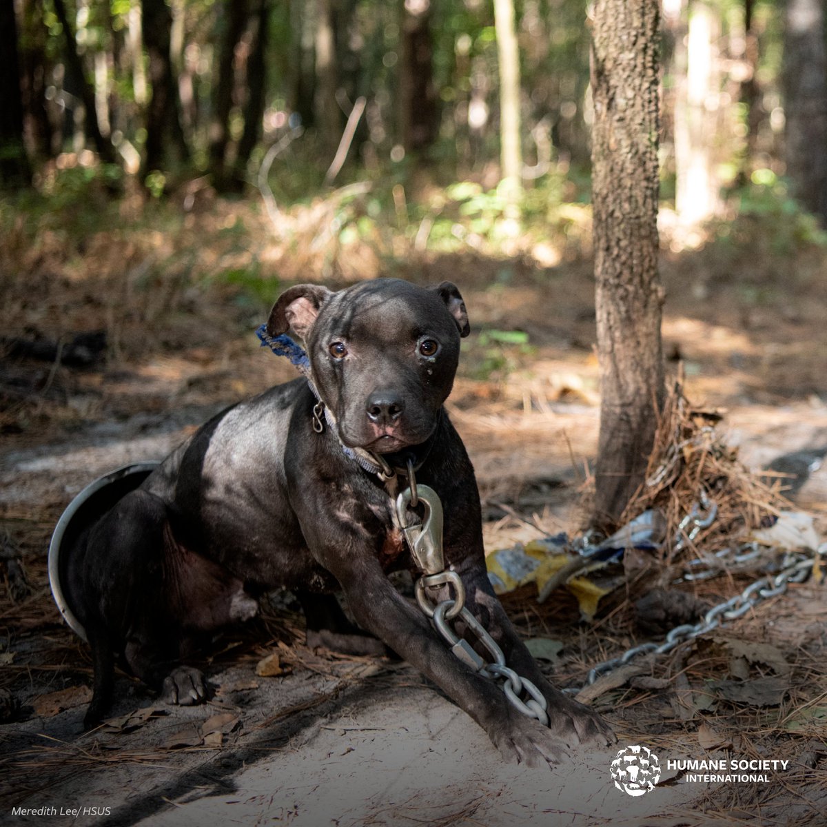 ACTION: A dog forced into a life of dogfighting will often be abused from the time they are a puppy as part of their 'training.' In their lives they will likely suffer puncture wounds, blood loss, infection, broken bones and more; and many won't survive long. 💔 This horrific…