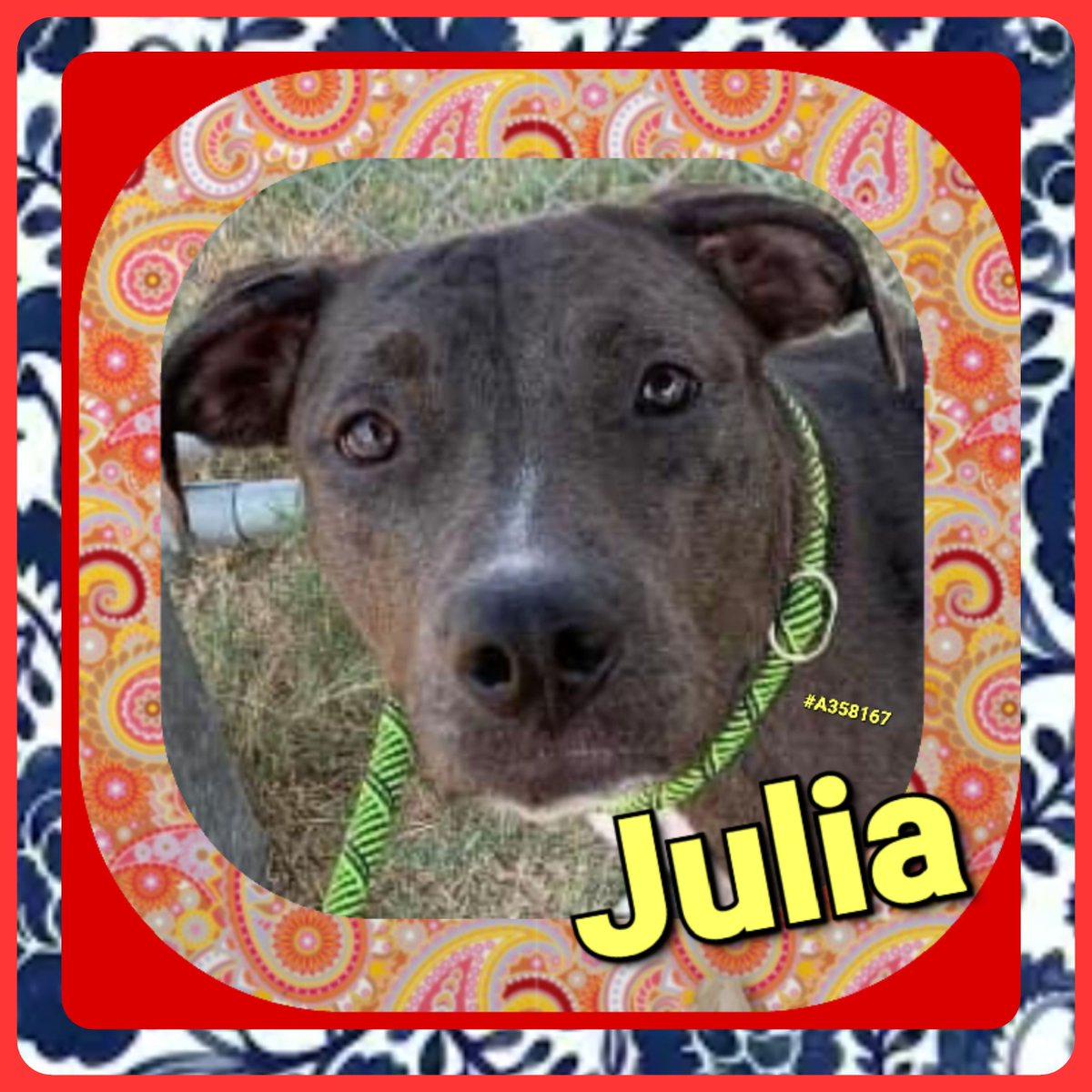 ⏰️🚨 JULIA #A358167 🚨 🐕 At only 1yo this APBT is doomed to DIE on 8/31🔥 Why? Because she is SCARED spitless! Look at the PAIN in those eyes 😢🖤 We can SAVE her! Please pledge 💰 for RESCUE🙏 Contact CORPUS CHRISTI ANIMAL CARE 📧 ccacsrescues@cctexas.com 📞 361-826-4630