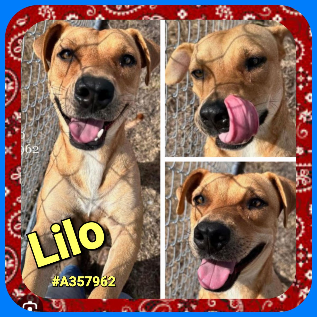 🐕⏰ LILO 🆘#A357962 🚨⏰ 2yo 49lbs Male Black Mouth Cur Mix🥰 Fearful Around Kennel But Once Outside Runs & Plays🐶 Loves Treats & Affection🐕💞 Please PLEDGE 💰 for RESQ 🙏 ADOPTERS FOSTERS Contact👇 CORPUS CHRISTI ANIMAL CARE 📧 ccacsrescues@cctexas.com 📞 361-826-4630