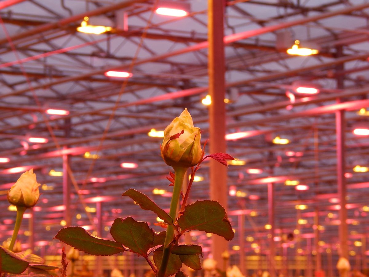 A hybrid lighting configuration with water-cooled LEDs at Ukrainian rose grower Ascania Flora💮

#Oreon #LEDLIGHTGROW #roses #greenhouse #LEDlighting