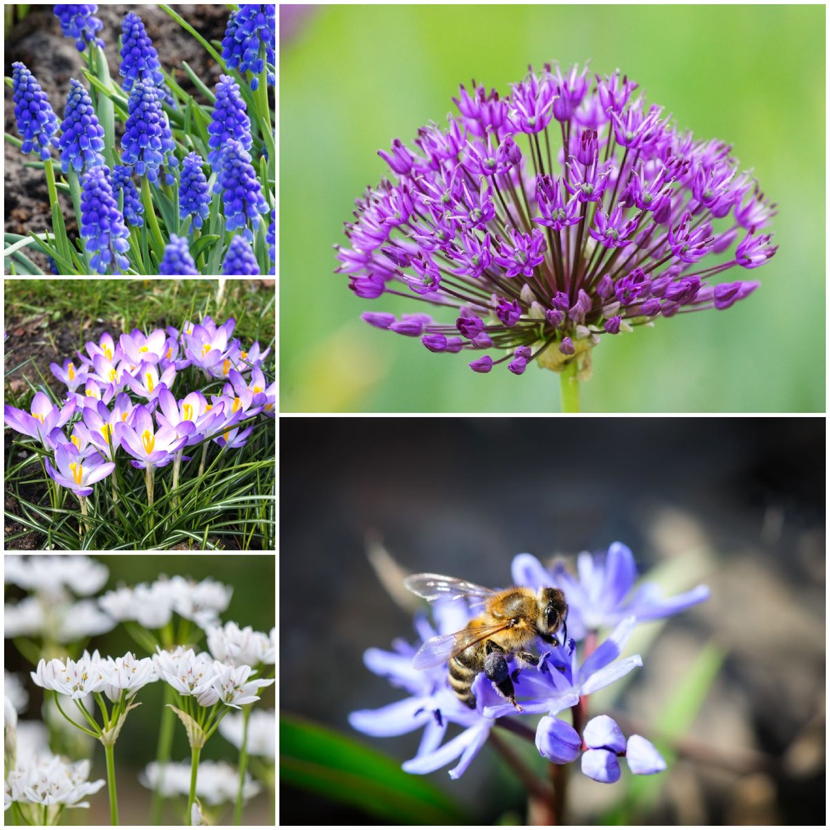 Ons #biobollen seizoen is weer gestart. Dit mengsel bijvoorbeeld verpakken wij in een mooie geschenkverpakking. Een #duurzaam geschenk: omdat het moet en omdat het kan!