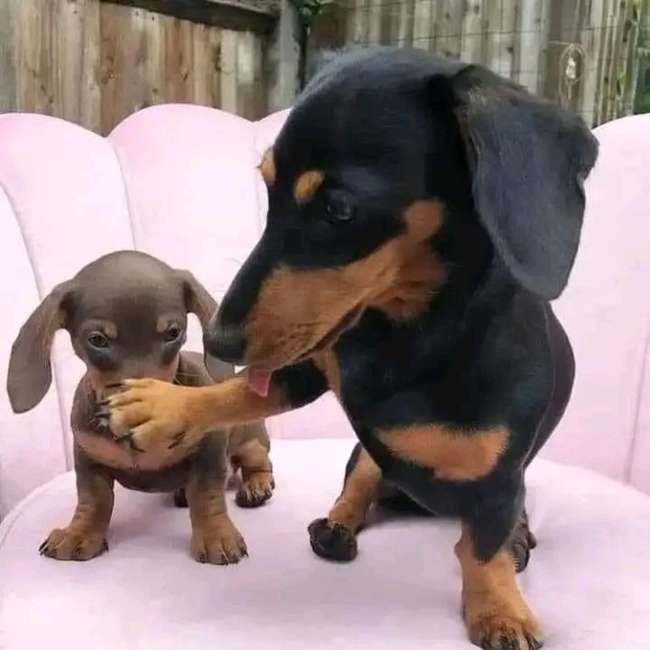 usa_dachshund's tweet photo. Perfect shoot 🥰🥰
#Dachshund #Dachshunds https://t.co/JfighH5AxQ